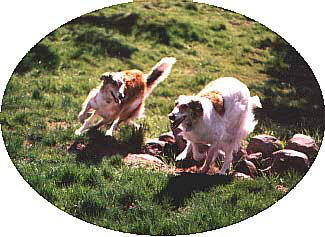 Kenai's Oh-De-Lally CD and Kenai's Kiss The Girl