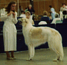 Am Can Ch Savladai Spring Astral O