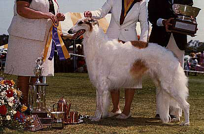 Am Can Ch Troykov's Noble Thunderbird