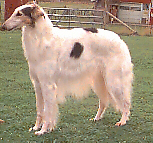 Kenai In the Heat of the Nite