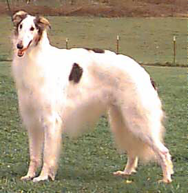 Kenai In the Heat of the Nite